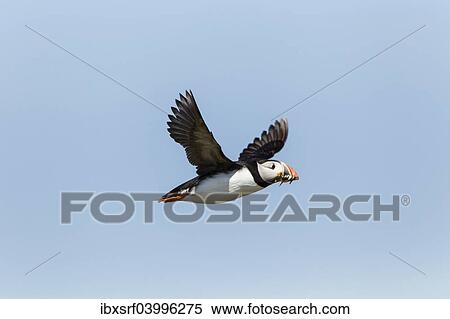 "Puffin (Fratercula arctica), Farne Islands, Northumberland, England, United Kingdom, Europe" View Large Photo Image Stock Photography - "Puffin (Fratercula arctica), Farne Islands, Northumberland, England, United Kingdom, Europe". Fotosearch