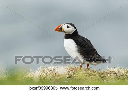 "Puffin (Fratercula arctica), Farne Islands, Northumberland, England, United Kingdom, Europe" View Large Photo Image Stock Photography - "Puffin (Fratercula arctica), Farne Islands, Northumberland, England, United Kingdom, Europe". Fotosearch