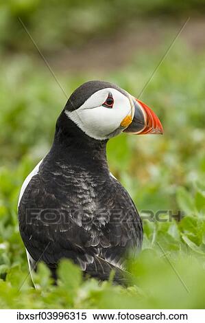 "Puffin (Fratercula arctica), Farne Islands, Northumberland, England, United Kingdom, Europe" View Large Photo Image Stock Photography - "Puffin (Fratercula arctica), Farne Islands, Northumberland, England, United Kingdom, Europe". Fotosearch