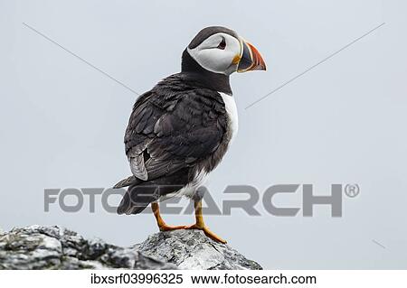 Stock Photography - "Puffin (Fratercula arctica), Farne Islands, Northumberland, England, United Kingdom, Europe". Fotosearch