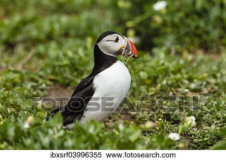 "Puffin (Fratercula arctica), Farne Islands, Northumberland, England, United Kingdom, Europe" View Large Photo Image Stock Photography - "Puffin (Fratercula arctica), Farne Islands, Northumberland, England, United Kingdom, Europe". Fotosearch