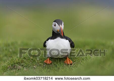 "Puffin (Fratercula arctica), Mykines, Faroe Islands, Denmark, Europe" View Large Photo Image Picture - "Puffin (Fratercula arctica), Mykines, Faroe Islands, Denmark, Europe". Fotosearch