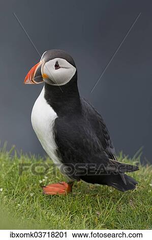 "Puffin (Fratercula arctica), Mykines, Faroe Islands, Denmark, Europe" View Large Photo Image Stock Image - "Puffin (Fratercula arctica), Mykines, Faroe Islands, Denmark, Europe". Fotosearch