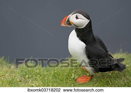 "Puffin (Fratercula arctica), Mykines, Faroe Islands, Denmark, Europe" View Large Photo Image Stock Image - "Puffin (Fratercula arctica), Mykines, Faroe Islands, Denmark, Europe". Fotosearch