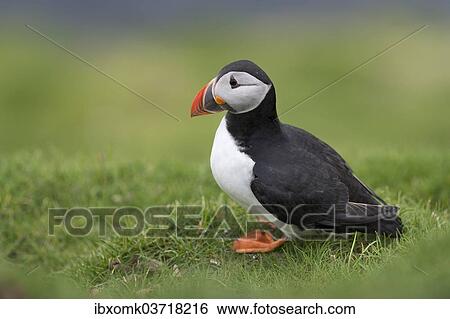 Stock Photograph - "Puffin (Fratercula arctica), Mykines, Faroe Islands, Denmark, Europe". Fotosearch