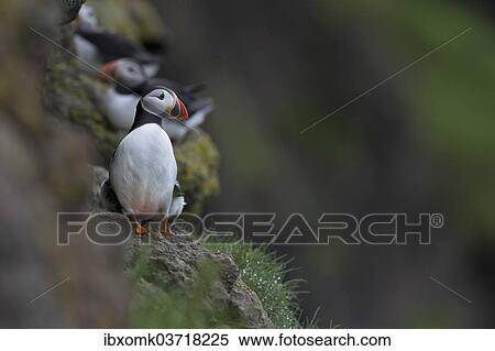 "Puffin (Fratercula arctica), Mykines, Faroe Islands, Denmark, Europe" View Large Photo Image Stock Photography - "Puffin (Fratercula arctica), Mykines, Faroe Islands, Denmark, Europe". Fotosearch