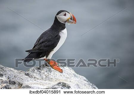 "Puffin (Fratercula arctica) on a cliff overlooking the sea, with sand eels in beak, Skoruvikurbjarg bird cliffs, Langanes peninsula, North Eastern Region, Iceland, Europe" View Large Photo Image Stock Image - "Puffin (Fratercula arctica) on a cliff overlooking the sea, with sand eels in beak, Skoruvikurbjarg bird cliffs, Langanes peninsula, North Eastern Region, Iceland, Europe". Fotosearch