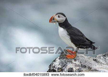 "Puffin (Fratercula arctica) on a cliff overlooking the sea, with sand eels in beak, Skoruvikurbjarg bird cliffs, Langanes peninsula, North Eastern Region, Iceland, Europe" View Large Photo Image Stock Image - "Puffin (Fratercula arctica) on a cliff overlooking the sea, with sand eels in beak, Skoruvikurbjarg bird cliffs, Langanes peninsula, North Eastern Region, Iceland, Europe". Fotosearch