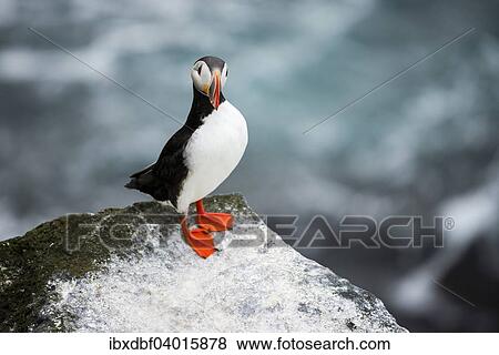 "Puffin (Fratercula arctica) on a cliff above the sea, Skoruvikurbjarg bird cliffs, Langanes peninsula, North Eastern Region, Iceland, Europe" View Large Photo Image Stock Photo - "Puffin (Fratercula arctica) on a cliff above the sea, Skoruvikurbjarg bird cliffs, Langanes peninsula, North Eastern Region, Iceland, Europe". Fotosearch