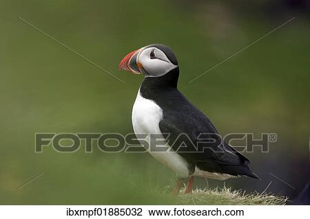 Stock Image - "Puffin (Fratercula arctica), Papey island, Iceland, Europe". Fotosearch