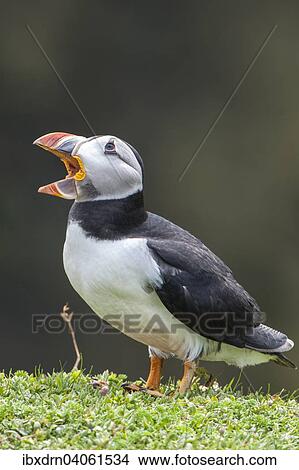 "Puffin (Fratercula arctica), Skomer Island, Wales, United Kingdom, Europe" View Large Photo Image Picture - "Puffin (Fratercula arctica), Skomer Island, Wales, United Kingdom, Europe". Fotosearch