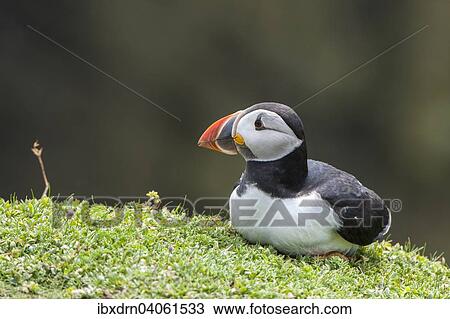Stock Image - "Puffin (Fratercula arctica), Skomer Island, Wales, United Kingdom, Europe". Fotosearch