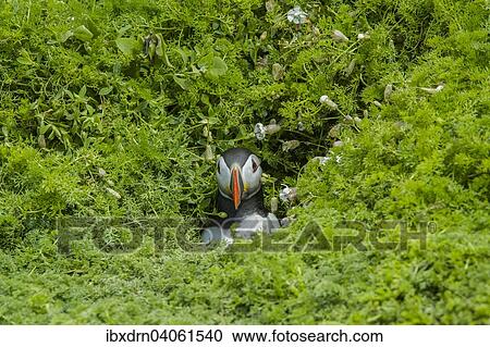 Stock Image - "Puffin (Fratercula arctica), Skomer Island, Wales, United Kingdom, Europe". Fotosearch
