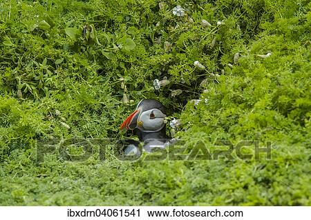 Stock Image - "Puffin (Fratercula arctica), Skomer Island, Wales, United Kingdom, Europe". Fotosearch