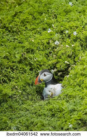 "Puffin (Fratercula arctica), Skomer Island, Wales, United Kingdom, Europe" View Large Photo Image Stock Image - "Puffin (Fratercula arctica), Skomer Island, Wales, United Kingdom, Europe". Fotosearch