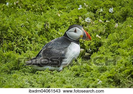 Stock Image - "Puffin (Fratercula arctica), Skomer Island, Wales, United Kingdom, Europe". Fotosearch