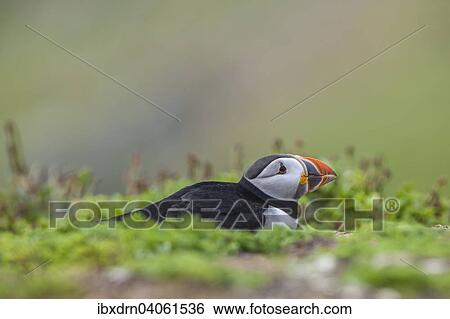 "Puffin (Fratercula arctica), Skomer Island, Wales, United Kingdom, Europe" View Large Photo Image Stock Photograph - "Puffin (Fratercula arctica), Skomer Island, Wales, United Kingdom, Europe". Fotosearch