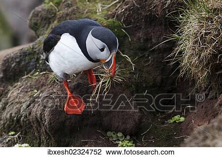 "Puffin (Fratercula arctica), Latrabjarg Peninsula, West Fjords, Iceland, Europe" View Large Photo Image Stock Image - "Puffin (Fratercula arctica), Latrabjarg Peninsula, West Fjords, Iceland, Europe". Fotosearch
