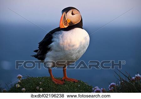 "Puffin (Fratercula arctica), Latrabjarg, Westfjords, Iceland, Europe" View Large Photo Image Stock Photo - "Puffin (Fratercula arctica), Latrabjarg, Westfjords, Iceland, Europe". Fotosearch
