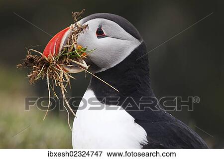 "Puffin (Fratercula arctica), Latrabjarg Peninsula, West Fjords, Iceland, Europe" View Large Photo Image Stock Photo - "Puffin (Fratercula arctica), Latrabjarg Peninsula, West Fjords, Iceland, Europe". Fotosearch