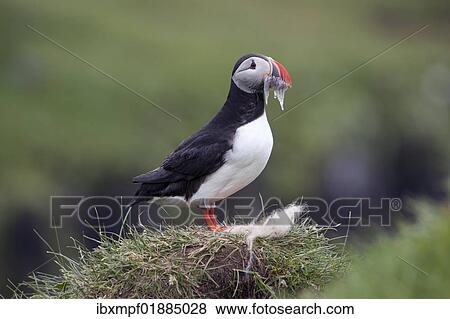 Stock Photo - "Puffin (Fratercula arctica) with sand eels in beak, Papey island, Iceland, Europe". Fotosearch