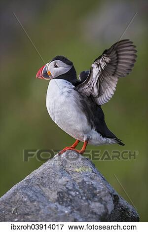 "Puffin or Atlantic Puffin (Fratercula arctica), Runde, Soroyane, More og Romsdal, Norway, Europe" View Large Photo Image Stock Photo - "Puffin or Atlantic Puffin (Fratercula arctica), Runde, Soroyane, More og Romsdal, Norway, Europe". Fotosearch