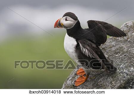 "Puffin or Atlantic Puffin (Fratercula arctica), Runde, Soroyane, More og Romsdal, Norway, Europe" View Large Photo Image Stock Photo - "Puffin or Atlantic Puffin (Fratercula arctica), Runde, Soroyane, More og Romsdal, Norway, Europe". Fotosearch