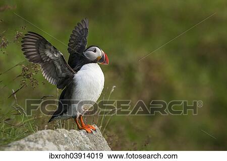 "Puffin or Atlantic Puffin (Fratercula arctica), Runde, Soroyane, More og Romsdal, Norway, Europe" View Large Photo Image Stock Photo - "Puffin or Atlantic Puffin (Fratercula arctica), Runde, Soroyane, More og Romsdal, Norway, Europe". Fotosearch