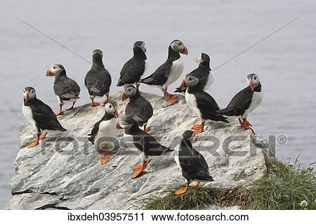 "Puffins (Fratercula arctica), bird island Hornoya, Varanger, Norway, Europe" View Large Photo Image Stock Image - "Puffins (Fratercula arctica), bird island Hornoya, Varanger, Norway, Europe". Fotosearch