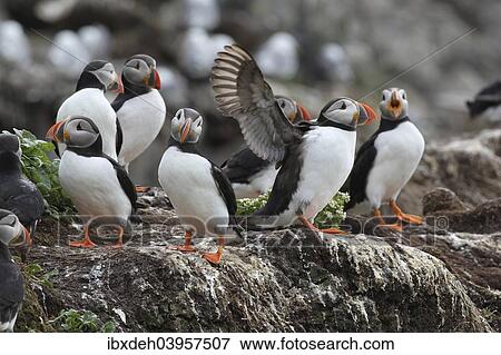 Stock Photo - "Puffins (Fratercula arctica), bird island Hornoya, Varanger, Norway, Europe". Fotosearch