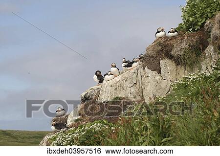 "Puffins (Fratercula arctica), bird island Hornoya, Varanger, Norway, Europe" View Large Photo Image Stock Photograph - "Puffins (Fratercula arctica), bird island Hornoya, Varanger, Norway, Europe". Fotosearch