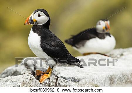 "Puffins (Fratercula arctica), Farne Islands, Northumberland, England, United Kingdom, Europe" View Large Photo Image Stock Photo - "Puffins (Fratercula arctica), Farne Islands, Northumberland, England, United Kingdom, Europe". Fotosearch