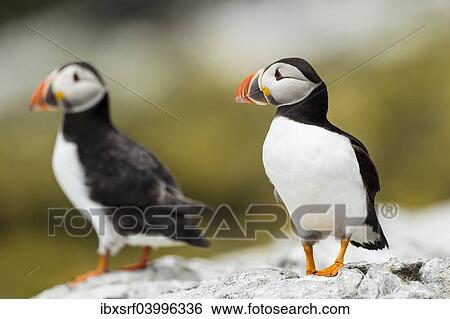 Stock Photograph - "Puffins (Fratercula arctica), Farne Islands, Northumberland, England, United Kingdom, Europe". Fotosearch