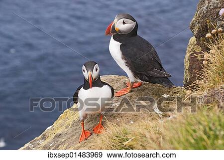 Stock Photo - "Puffins (Fratercula arctica), Iceland, Europe". Fotosearch