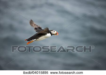 "Puffins (Fratercula arctica) in flight, Skoruvikurbjarg bird cliffs, Langanes peninsula, North Eastern Region, Iceland, Europe" View Large Photo Image Stock Photography - "Puffins (Fratercula arctica) in flight, Skoruvikurbjarg bird cliffs, Langanes peninsula, North Eastern Region, Iceland, Europe". Fotosearch