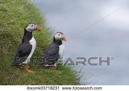 Stock Image - "Puffins (Fratercula arctica), Mykines, Faroe Islands, Denmark, Europe". Fotosearch