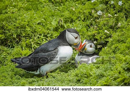 Picture - "Puffins (Fratercula arctica), Skomer Island, Wales, United Kingdom, Europe". Fotosearch
