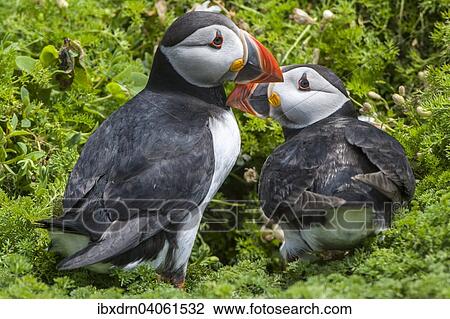 Stock Image - "Puffins (Fratercula arctica), Skomer Island, Wales, United Kingdom, Europe". Fotosearch