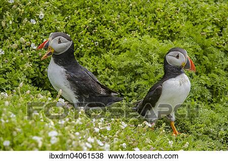 Stock Photo - "Puffins (Fratercula arctica), Skomer Island, Wales, United Kingdom, Europe". Fotosearch