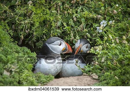 "Puffins (Fratercula arctica), Skomer Island, Wales, United Kingdom, Europe" View Large Photo Image Stock Photo - "Puffins (Fratercula arctica), Skomer Island, Wales, United Kingdom, Europe". Fotosearch