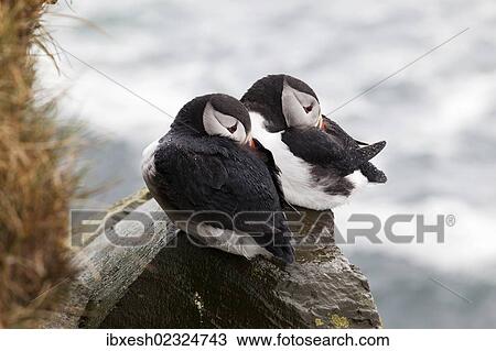 "Puffins (Fratercula arctica), Latrabjarg Peninsula, West Fjords, Iceland, Europe" View Large Photo Image Stock Image - "Puffins (Fratercula arctica), Latrabjarg Peninsula, West Fjords, Iceland, Europe". Fotosearch