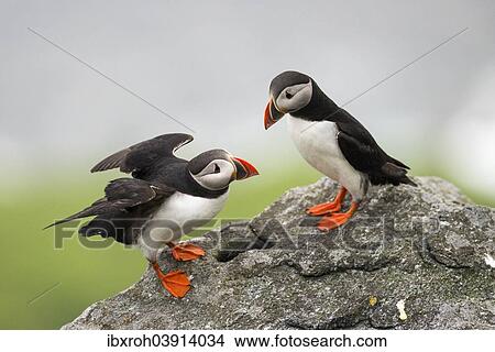 Picture - "Puffins or Atantic Puffins (Fratercula arctica), Runde, Soroyane, More og Romsdal, Norway, Europe". Fotosearch