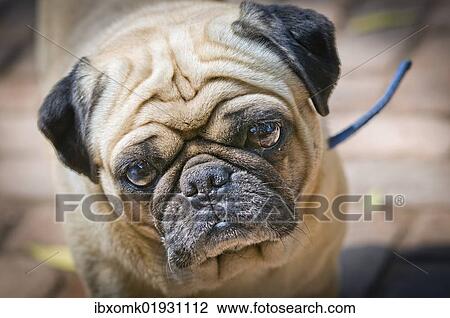 "Pug, Heritage Hotel Ahilya Fort, Maheshwar, Madhya Pradesh, India, Asia" View Large Photo Image Stock Image - "Pug, Heritage Hotel Ahilya Fort, Maheshwar, Madhya Pradesh, India, Asia". Fotosearch