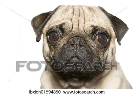 "Pug, portrait" View Large Photo Image Stock Image - "Pug, portrait". Fotosearch