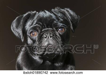 Stock Image - "Pug puppy, black, portrait". Fotosearch