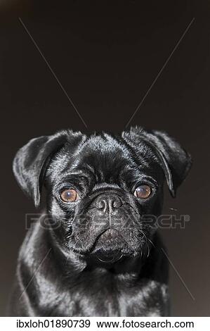 Stock Photo - "Pug puppy, black, portrait". Fotosearch