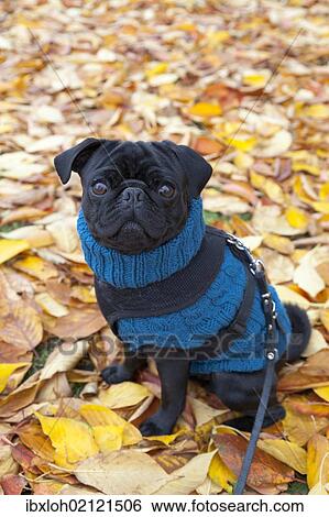 Pug wearing a blue sweater sitting on autumn leaves View Large Photo Image Stock Photograph - Pug wearing a blue sweater sitting on autumn leaves. Fotosearch
