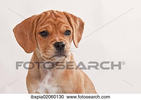 "Puggle puppy, portrait" View Large Photo Image Stock Image - "Puggle puppy, portrait". Fotosearch