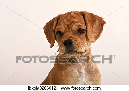 "Puggle puppy, portrait" View Large Photo Image Stock Photo - "Puggle puppy, portrait". Fotosearch