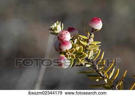 "Pukiawe (Styphelia tameiameiae), Big Island, Hawaii, USA" View Large Photo Image Stock Photo - "Pukiawe (Styphelia tameiameiae), Big Island, Hawaii, USA". Fotosearch